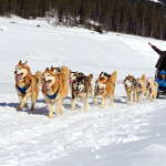Развлечения в Bukovele катание на собачьих упряжках
